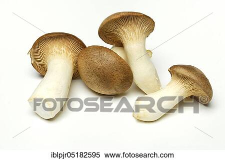 Brauner king trumpet mushroom, ( Pleurotus eryngii) View Large Photo Image Stock Photography - Brauner king trumpet mushroom, ( Pleurotus eryngii). Fotosearch