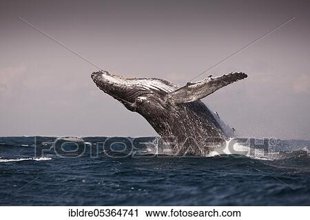 Breaching Humpback Whale (Megaptera novaeangliae), Indian Ocean, Wild Coast, South Africa, Africa View Large Photo Image Stock Image - Breaching Humpback Whale (Megaptera novaeangliae), Indian Ocean, Wild Coast, South Africa, Africa. Fotosearch