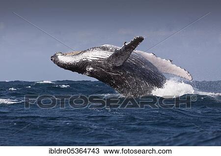Stock Image - Breaching Humpback Whale (Megaptera novaeangliae), Indian Ocean, Wild Coast, South Africa, Africa. Fotosearch