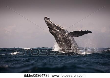 Breaching Humpback Whale (Megaptera novaeangliae), Indian Ocean, Wild Coast, South Africa, Africa View Large Photo Image Stock Photo - Breaching Humpback Whale (Megaptera novaeangliae), Indian Ocean, Wild Coast, South Africa, Africa. Fotosearch