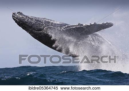 Stock Photography - Breaching Humpback Whale (Megaptera novaeangliae), Indian Ocean, Wild Coast, South Africa, Africa. Fotosearch