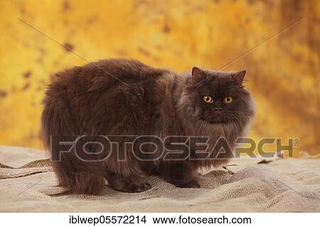 Picture - British Longhair, tomcat, chocolate. Fotosearch