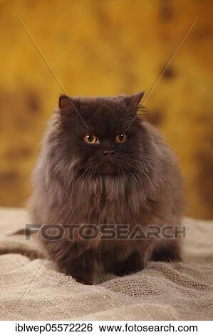 Stock Photograph - British Longhair, tomcat, chocolate. Fotosearch