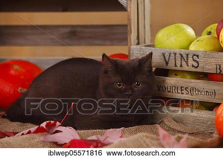 British shorthair, kittens, chocolate, 5 months View Large Photo Image Stock Photograph - British shorthair, kittens, chocolate, 5 months. Fotosearch
