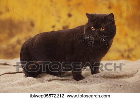 Stock Image - British shorthair, tomcat, chocolate. Fotosearch