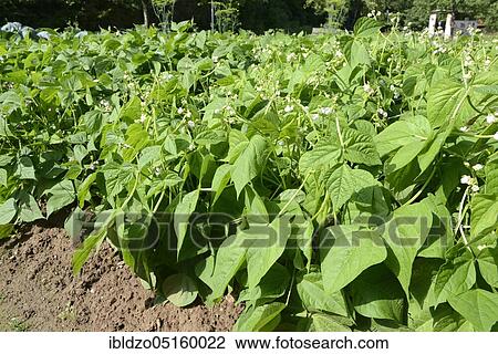 Broad beans (Phaseolus vulgaris nanus) View Large Photo Image Stock Image - Broad beans (Phaseolus vulgaris nanus). Fotosearch