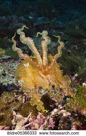 Stock Image - Broad lobe cuttlefish (Sepia latimanus), Marovo Lagoon, Solomon Islands, Oceania. Fotosearch