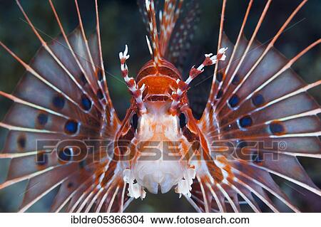 Broadbarred firefish (Pterois antennata), Florida Islands, Solomon Islands, Oceania View Large Photo Image Picture - Broadbarred firefish (Pterois antennata), Florida Islands, Solomon Islands, Oceania. Fotosearch