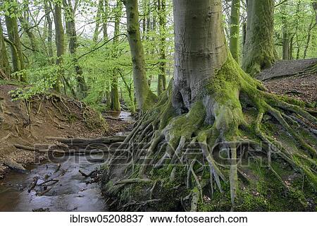 Brook, Bexadde valley, Dammer mountains, alder spring forest, alder quarry, alder quarry forest, erosion valley, spring, seepage spring areas, Lower Saxony, Germany, Europe View Large Photo Image Stock Photo - Brook, Bexadde valley, Dammer mountains, alder spring forest, alder quarry, alder quarry forest, erosion valley, spring, seepage spring areas, Lower Saxony, Germany, Europe. Fotosearch