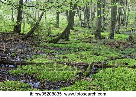 Brook, Bexadde valley, Dammer mountains, alder spring forest, alder quarry, alder quarry forest, erosion valley, spring, seepage spring areas, Lower Saxony, Germany, Europe View Large Photo Image Stock Photography - Brook, Bexadde valley, Dammer mountains, alder spring forest, alder quarry, alder quarry forest, erosion valley, spring, seepage spring areas, Lower Saxony, Germany, Europe. Fotosearch
