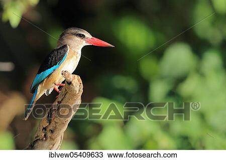 Stock Image - Brown-backed Kingfisher (Halcyon albiventris) Kasane, Chobe River, Chobe River National Park, Botswana, Africa. Fotosearch