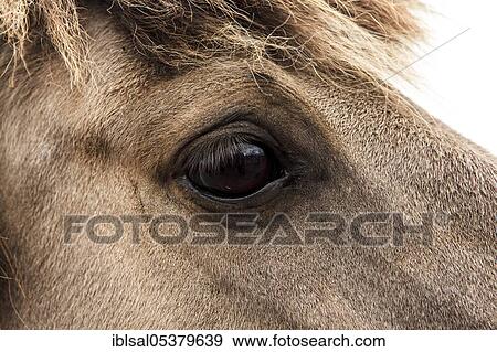 Stock Photo - Brown Icelandic horse, eye. Fotosearch