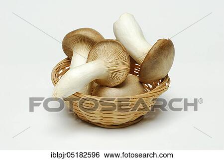 Stock Photograph - Brown ( Pleurotus eryngii), Cup. Fotosearch