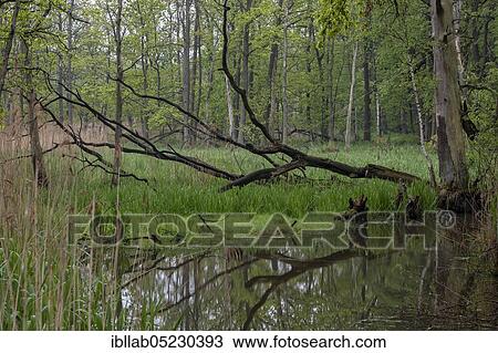 Bruchwald, Lusatia, Saxony, Germany, Europe View Large Photo Image Stock Image - Bruchwald, Lusatia, Saxony, Germany, Europe. Fotosearch