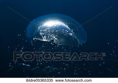 Bubbles in the water, Guadalupe Island, Mexico, Central America View Large Photo Image Stock Photography - Bubbles in the water, Guadalupe Island, Mexico, Central America. Fotosearch