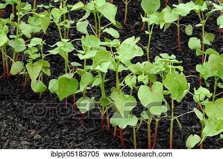 Stock Photography - Buckwheat( Fagopyrum esculentum), variety Hagenwil. Fotosearch