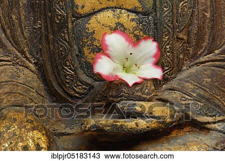 Buddha figure with azalea blossom View Large Photo Image Stock Image - Buddha figure with azalea blossom. Fotosearch