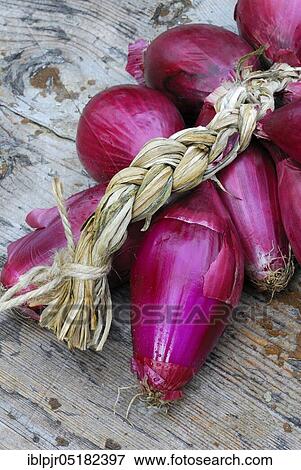 Stock Photo - Bunch red onions, onion. Fotosearch