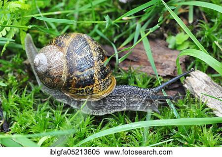 Burgundy snail (Helix pomatia) North Rhine-Westphalia, Germany, Europe View Large Photo Image Stock Photography - Burgundy snail (Helix pomatia) North Rhine-Westphalia, Germany, Europe. Fotosearch