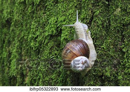 Stock Image - Burgundy snailSwitzerland ( Helix pomatia). Fotosearch