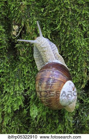 Stock Image - Burgundy snailSwitzerland ( Helix pomatia). Fotosearch