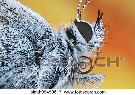 Butterfly Common blue butterfly (Polyommatus icarus) in side view View Large Photo Image Stock Photo - Butterfly Common blue butterfly (Polyommatus icarus) in side view. Fotosearch
