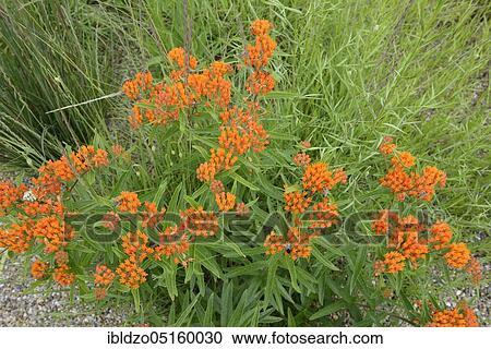 Butterfly weed (Asclepias tuberosa) View Large Photo Image Stock Image - Butterfly weed (Asclepias tuberosa). Fotosearch