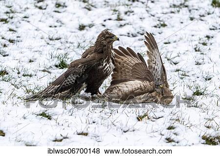 Buzzard two fighting buzzards (Buteo buteo) in winter with snow, Vulkaneifel, Rhineland-Palatinate, Germany, Europe View Large Photo Image Stock Photo - Buzzard two fighting buzzards (Buteo buteo) in winter with snow, Vulkaneifel, Rhineland-Palatinate, Germany, Europe. Fotosearch