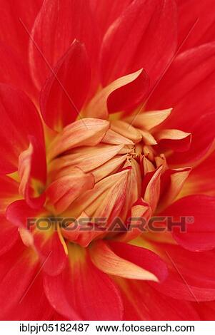 Cactus-Dahlia (Dahlia spec. ) Variety Red of angle View Large Photo Image Stock Photo - Cactus-Dahlia (Dahlia spec. ) Variety Red of angle. Fotosearch
