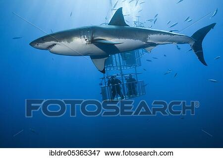 Cage diving with great white shark (Carcharodon carcharias), Guadalupe Island, Mexico, Central America View Large Photo Image Stock Photo - Cage diving with great white shark (Carcharodon carcharias), Guadalupe Island, Mexico, Central America. Fotosearch
