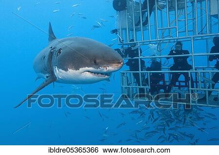 Cage diving with great white shark (Carcharodon carcharias), Guadalupe Island, Mexico, Central America View Large Photo Image Stock Photograph - Cage diving with great white shark (Carcharodon carcharias), Guadalupe Island, Mexico, Central America. Fotosearch