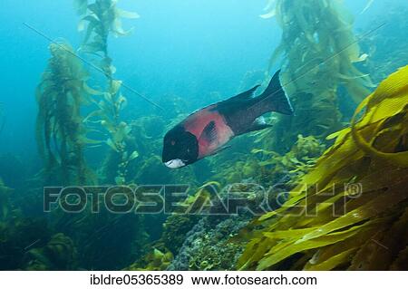 Stock Photo - California hogfish, Semicossyphus pulcher, San Benito Island, Mexico, Central America. Fotosearch
