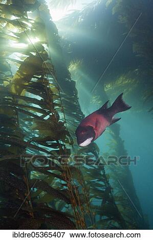 California hogfish, Semicossyphus pulcher, Cedros Island, Mexico, Central America View Large Photo Image Stock Photo - California hogfish, Semicossyphus pulcher, Cedros Island, Mexico, Central America. Fotosearch