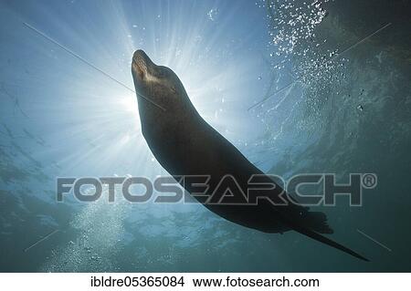 Picture - California sea lion (Zalophus californianus), Cabo Pulmo National Park, Baja California Sur, Mexico, Central America. Fotosearch