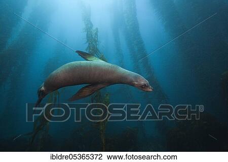 Stock Image - California sea lion (Zalophus californianus) in Kelp Forest, San Benito Island, Mexico, Central America. Fotosearch