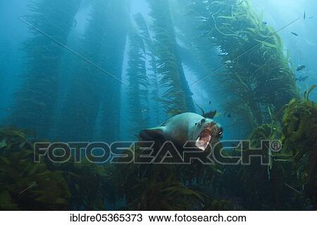 Stock Image - California sea lion (Zalophus californianus) in Kelp Forest, San Benito Island, Mexico, Central America. Fotosearch