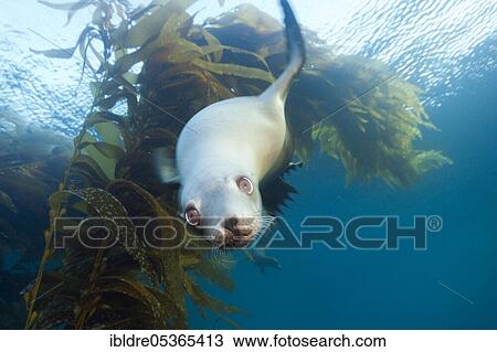Stock Image - California sea lion (Zalophus californianus), Cedros Island, Mexico, Central America. Fotosearch