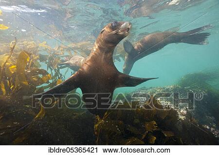 California sea lion (Zalophus californianus), Cedros Island, Mexico, Central America View Large Photo Image Stock Image - California sea lion (Zalophus californianus), Cedros Island, Mexico, Central America. Fotosearch