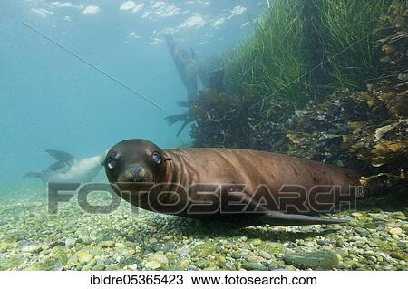 California sea lion (Zalophus californianus), Cedros Island, Mexico, Central America View Large Photo Image Stock Image - California sea lion (Zalophus californianus), Cedros Island, Mexico, Central America. Fotosearch