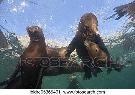California Sea Lion (Zalophus californianus), San Benito Island, Mexico, Central America View Large Photo Image Stock Image - California Sea Lion (Zalophus californianus), San Benito Island, Mexico, Central America. Fotosearch