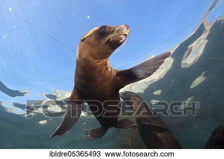 California Sea Lion (Zalophus californianus), San Benito Island, Mexico, Central America View Large Photo Image Stock Image - California Sea Lion (Zalophus californianus), San Benito Island, Mexico, Central America. Fotosearch
