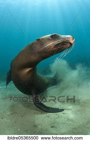Stock Image - California Sea Lion (Zalophus californianus), San Benito Island, Mexico, Central America. Fotosearch