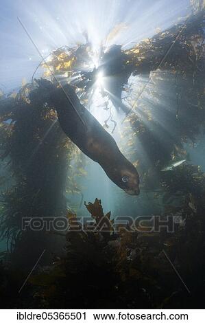 California sea lion (Zalophus californianus) in Kelp Forest, San Benito Island, Mexico, Central America View Large Photo Image Stock Image - California sea lion (Zalophus californianus) in Kelp Forest, San Benito Island, Mexico, Central America. Fotosearch