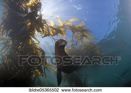 California sea lion (Zalophus californianus) in Kelp Forest, San Benito Island, Mexico, Central America View Large Photo Image Stock Image - California sea lion (Zalophus californianus) in Kelp Forest, San Benito Island, Mexico, Central America. Fotosearch