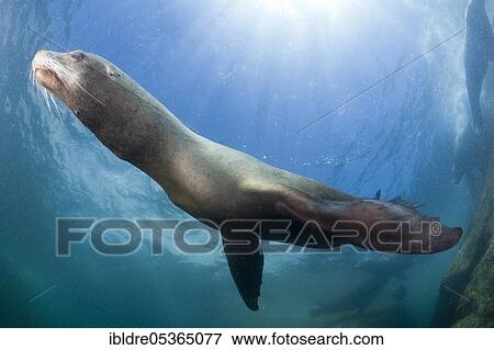 California sea lion (Zalophus californianus), Cabo Pulmo National Park, Baja California Sur, Mexico, Central America View Large Photo Image Stock Photo - California sea lion (Zalophus californianus), Cabo Pulmo National Park, Baja California Sur, Mexico, Central America. Fotosearch