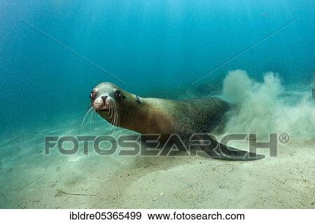 California Sea Lion (Zalophus californianus), San Benito Island, Mexico, Central America View Large Photo Image Stock Photo - California Sea Lion (Zalophus californianus), San Benito Island, Mexico, Central America. Fotosearch