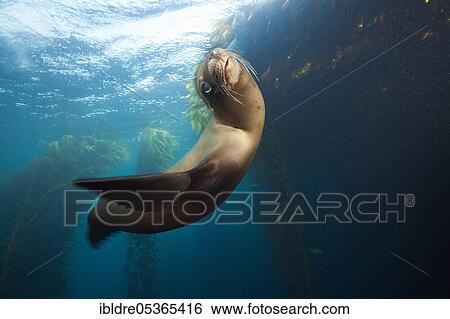 California sea lion (Zalophus californianus), Cedros Island, Mexico, Central America View Large Photo Image Stock Photograph - California sea lion (Zalophus californianus), Cedros Island, Mexico, Central America. Fotosearch