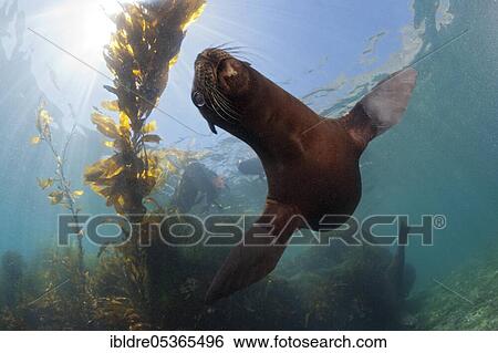 California Sea Lion (Zalophus californianus), San Benito Island, Mexico, Central America View Large Photo Image Stock Photograph - California Sea Lion (Zalophus californianus), San Benito Island, Mexico, Central America. Fotosearch
