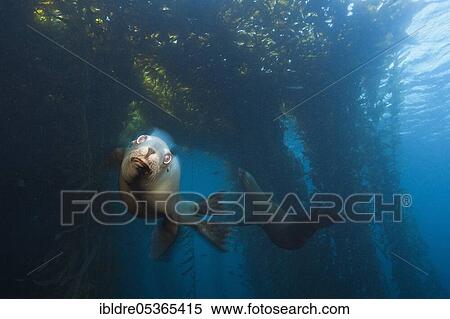 Stock Photography - California sea lion (Zalophus californianus), Cedros Island, Mexico, Central America. Fotosearch