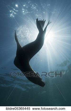 Stock Photography - California sea lion (Zalophus californianus), Cedros Island, Mexico, Central America. Fotosearch